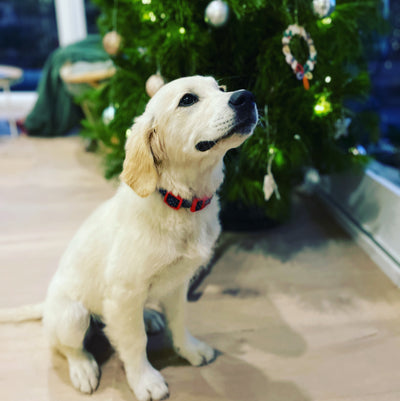 5 Tips For A Dog Friendly Christmas
