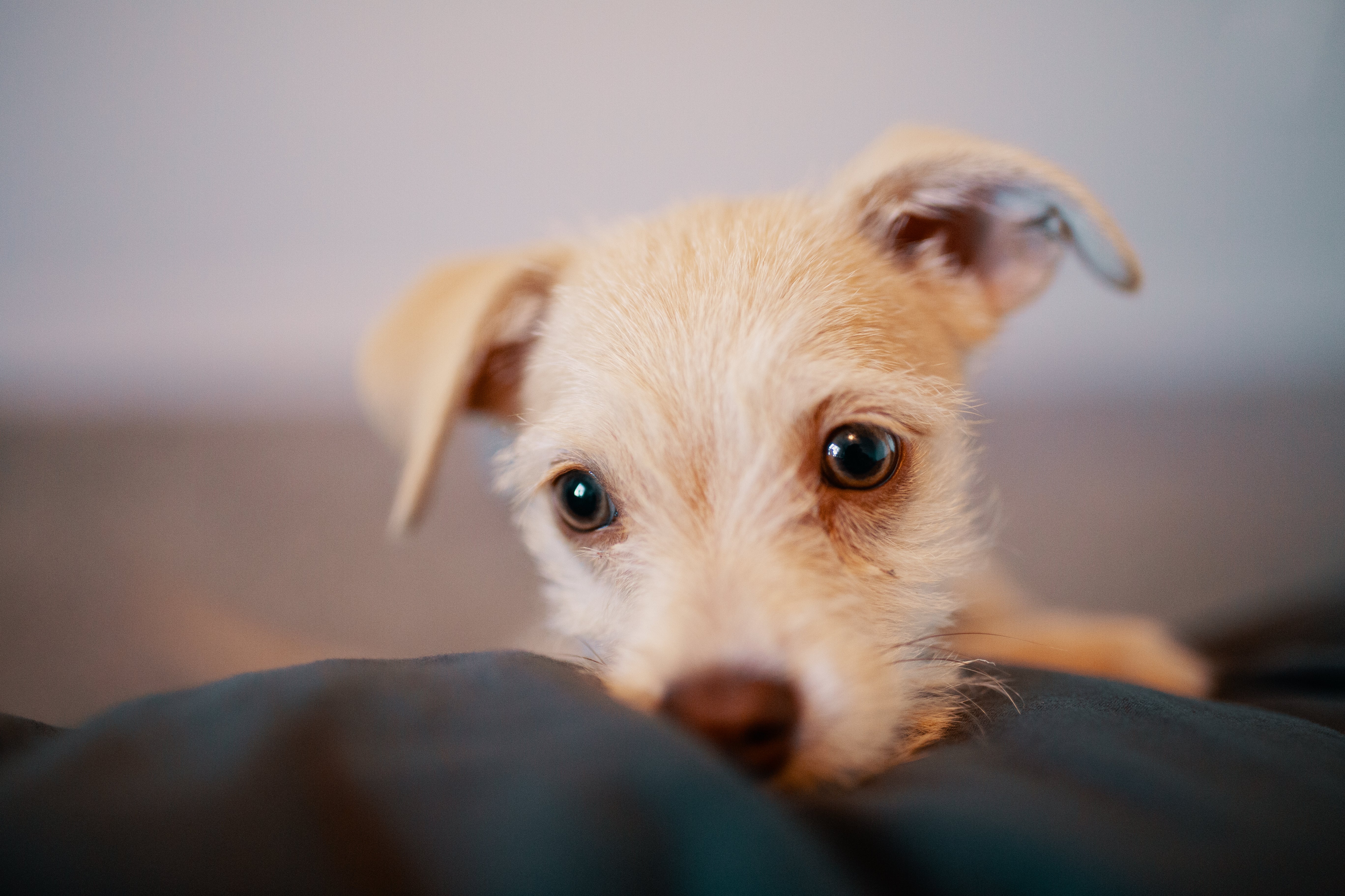 So you're getting a new puppy?