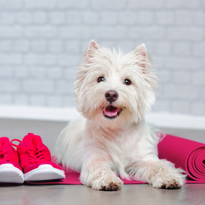 At home doggie bootcamp - Get your dog in shape!