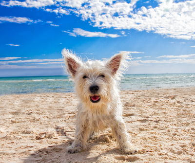 Hit The Beach - Our Essential list of the Top 5 Dog Beaches in Australia