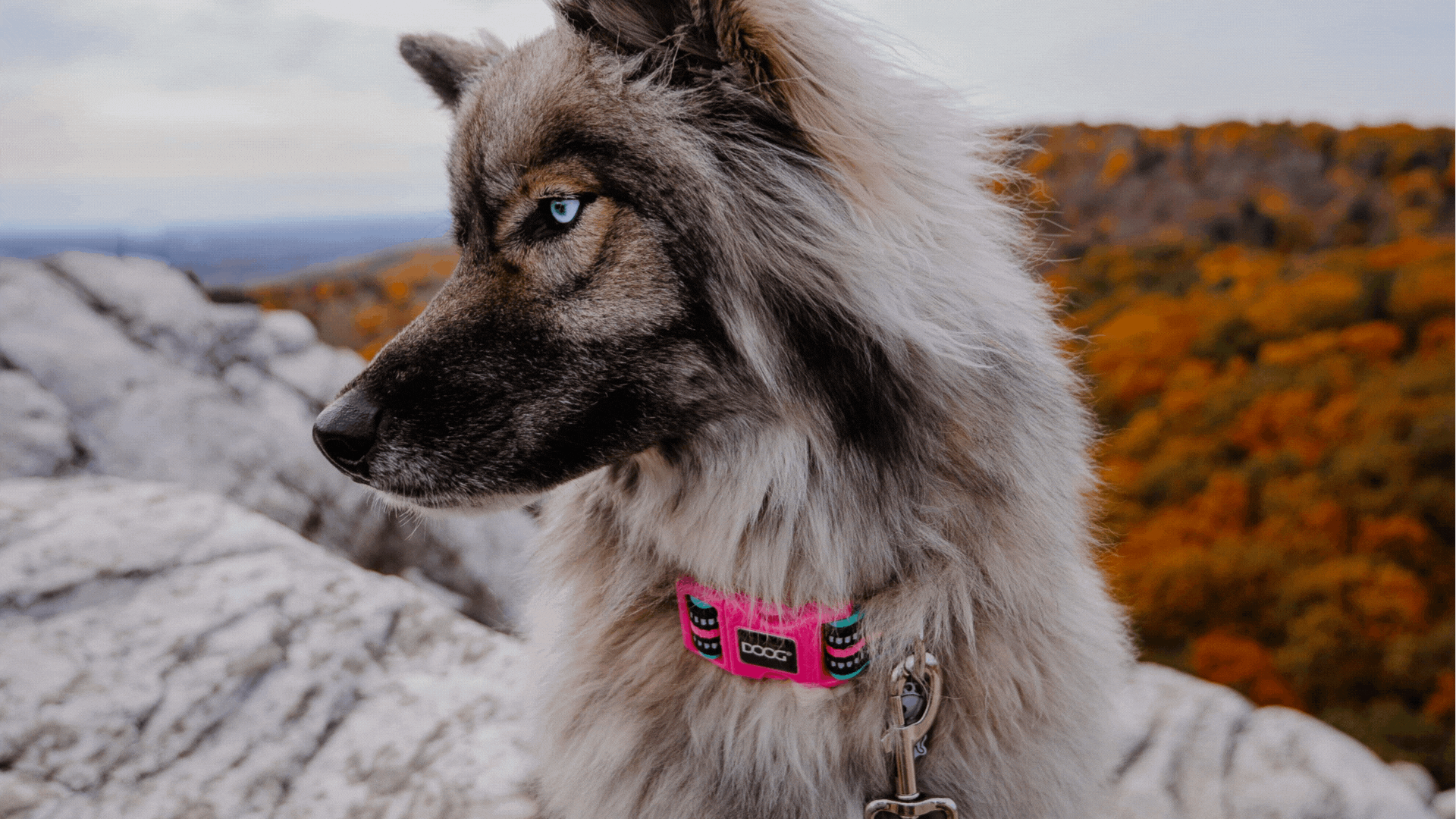Discover Australia's Top 8 Autumn Dog-Friendly Walks
