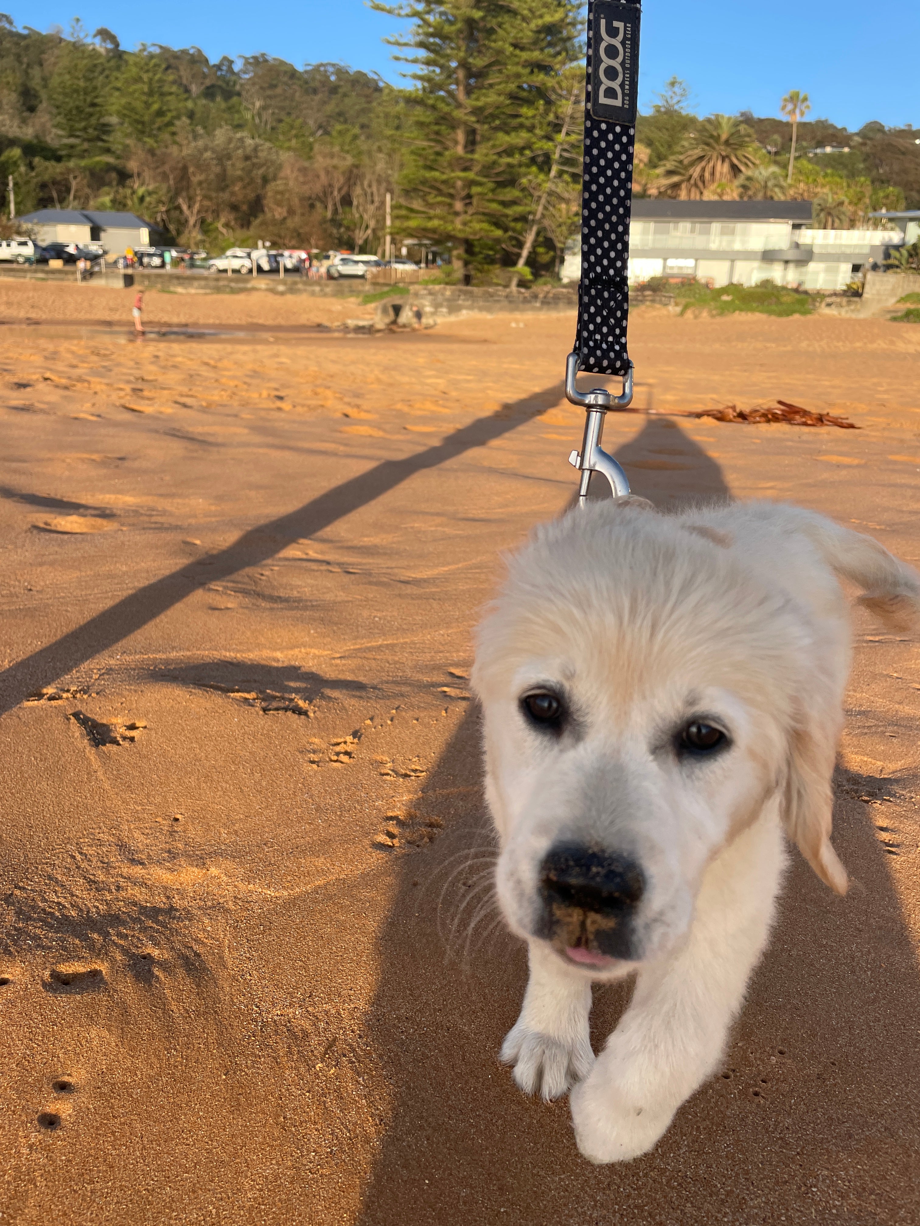 5 simple tips for bringing home a new puppy for the first time