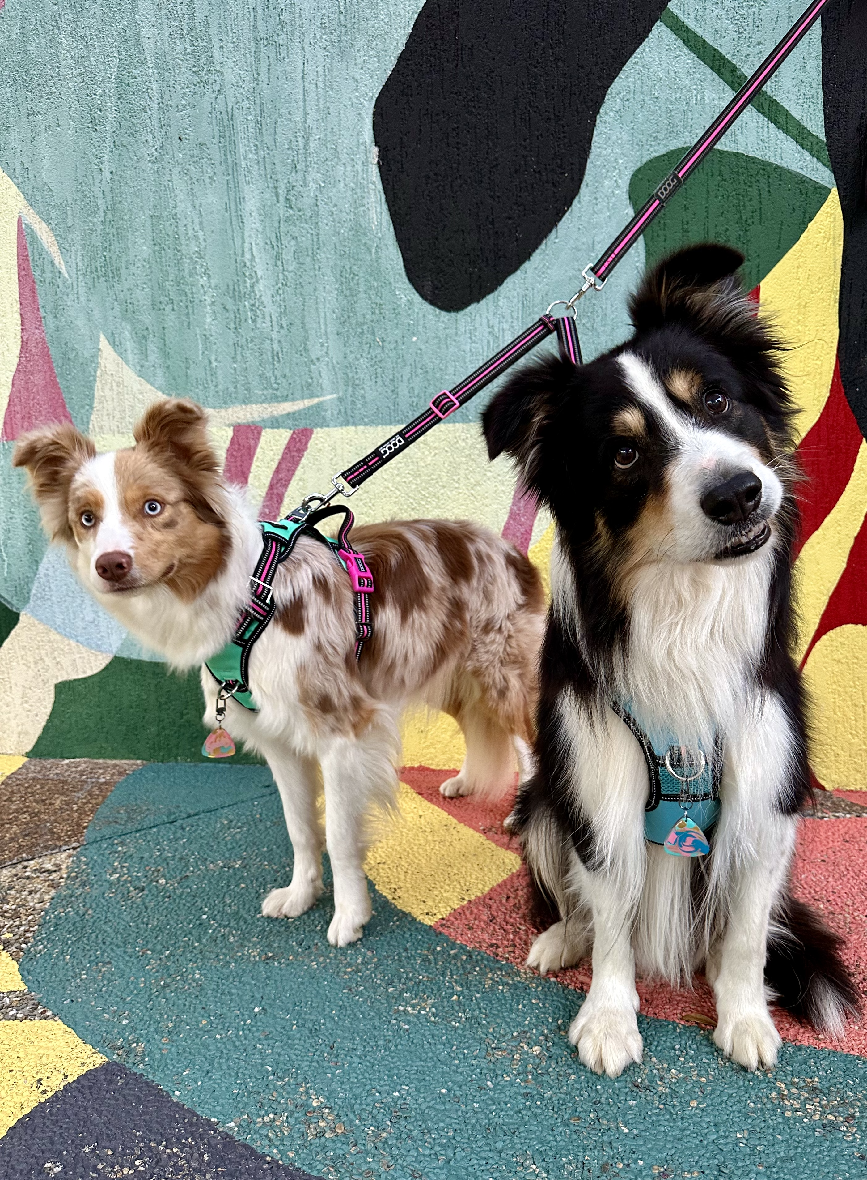 Unleash the Power of Your Dog Walk: 5 Tips for Maximizing Your Time Outdoors