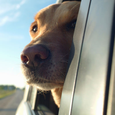 Preparing Your Dog For A Holiday Road Trip with guest Blogger Dr Katrina Warren