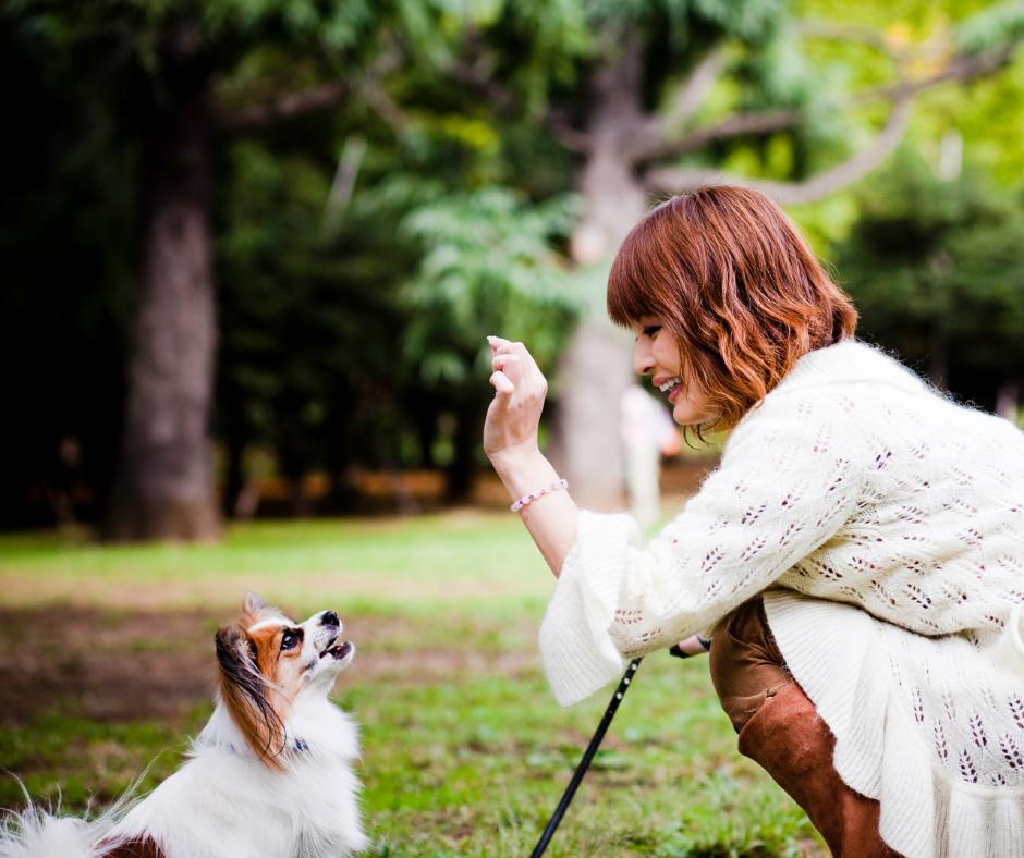 Teach your dog these 3 easy tricks