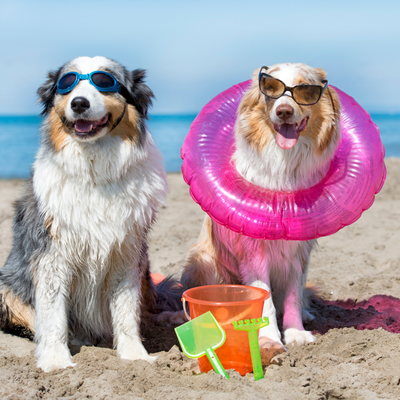 5 summer holiday destinations to enjoy with your dog