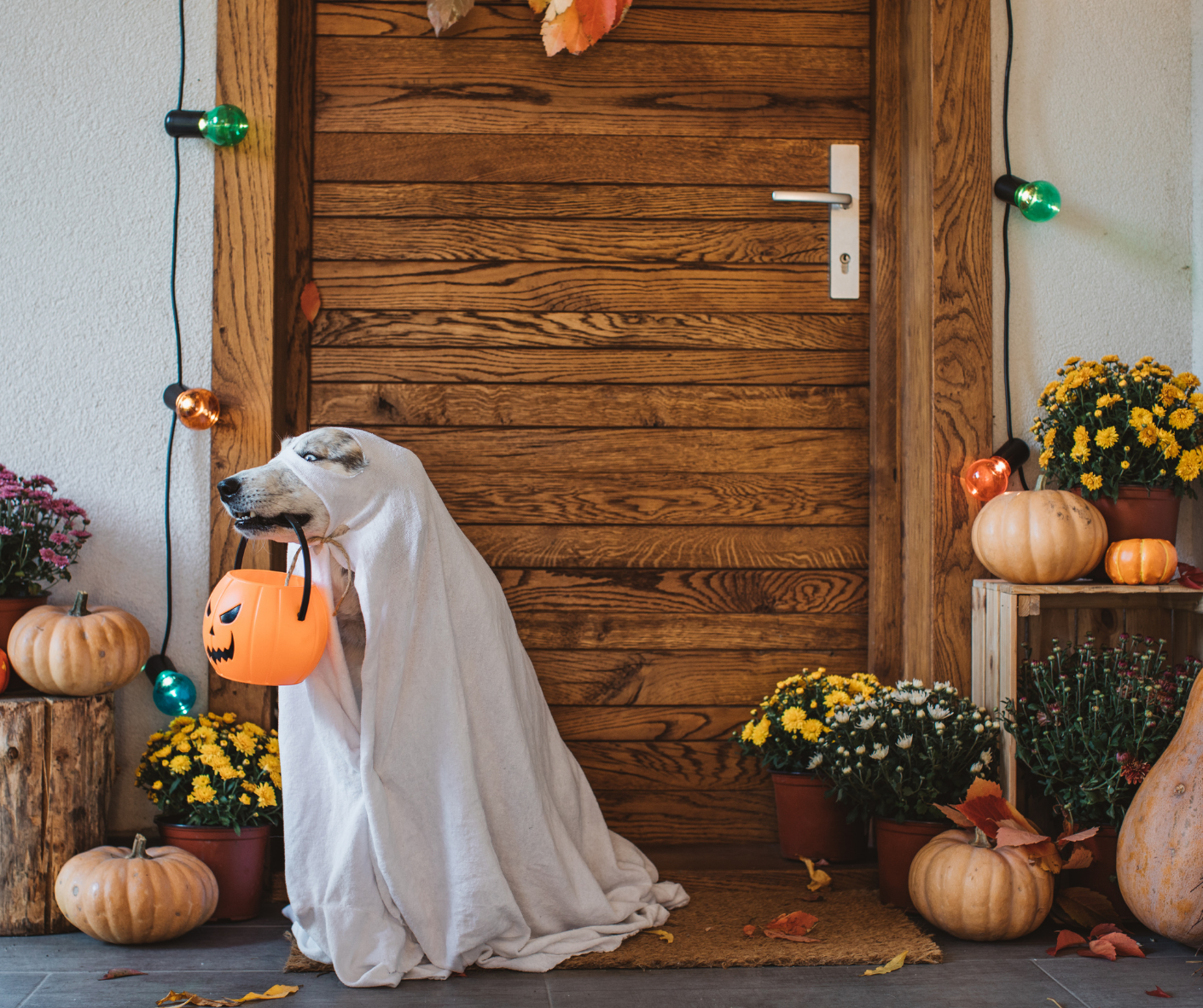 5 home made Halloween dog costumes to make this weekend!