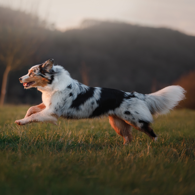 The Best Dog Breeds For Running