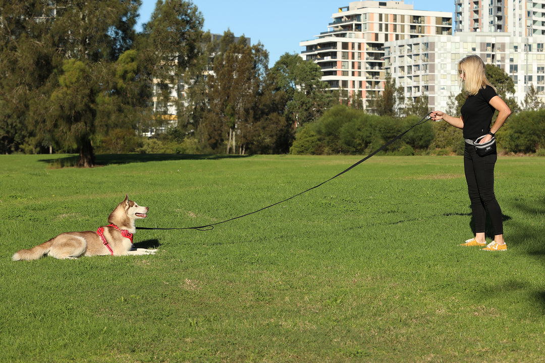 Dog Training Leash