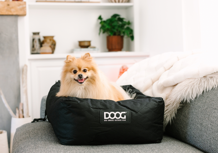 Dog Car Seat - Small to Medium