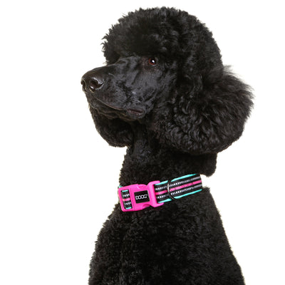 Neoprene Dog Collar - (Neon High Vis) Rin Tin Tin