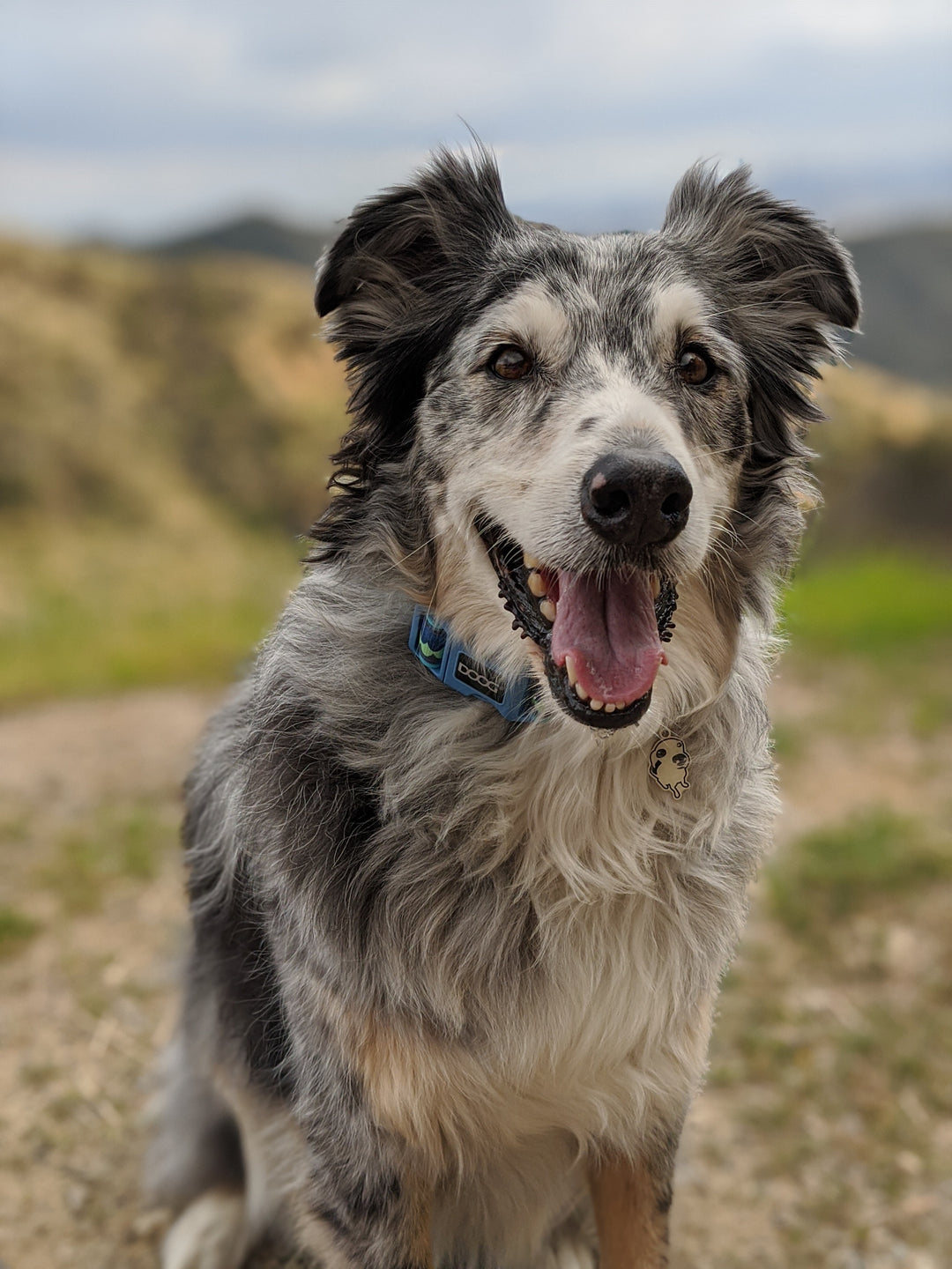 3 Reasons Why You Need To Walk Your Dog Every Day
