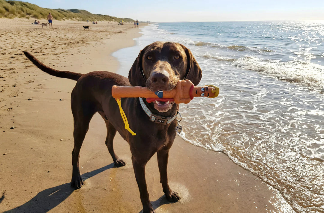 Why Are Outdoor Activities Essential for Dogs?