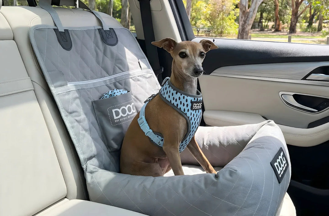 Must Have Dog Accessories for Every Pet Owner