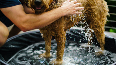 8 Tips To Keep Your Dog Cool In A Heatwave