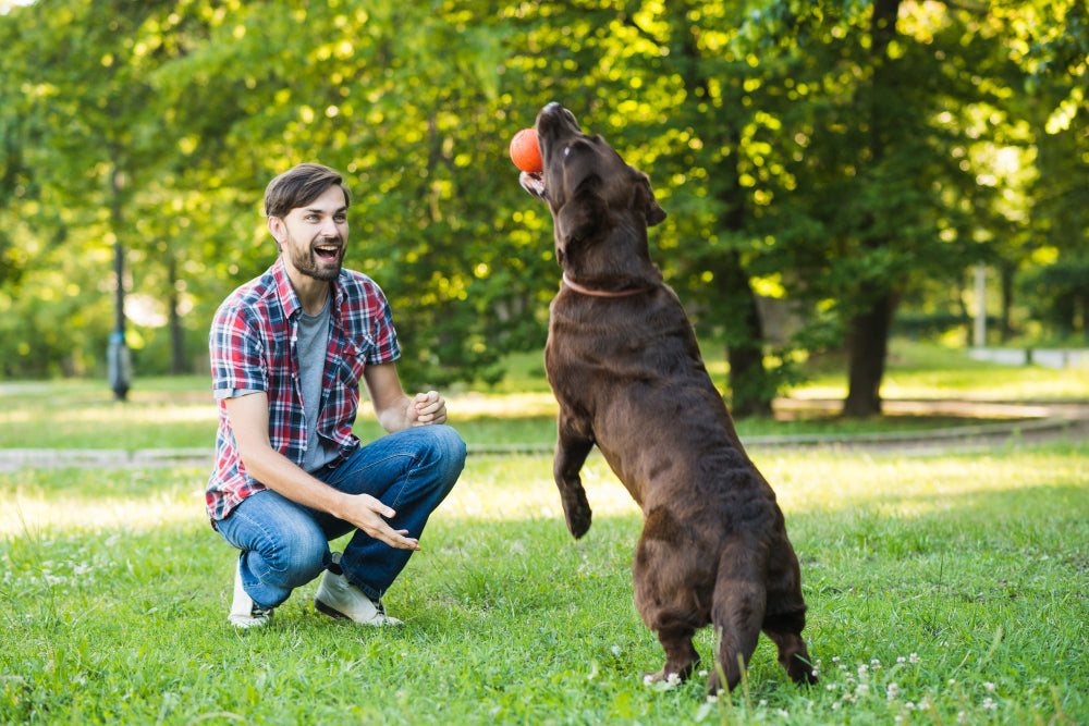 Expert Tips for Safe & Fun Fetch Sessions With Your Dog