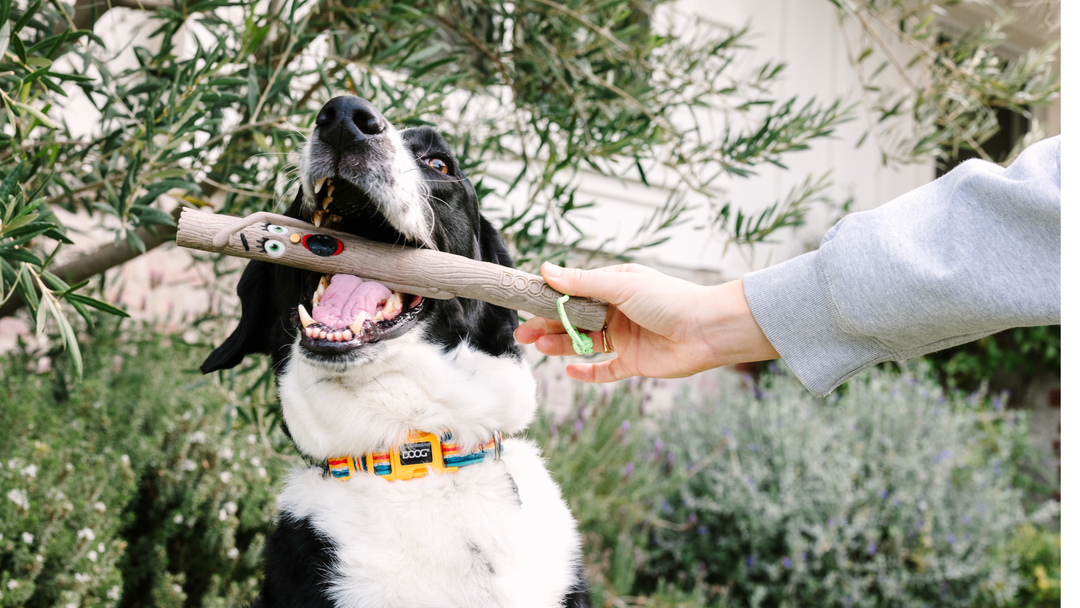 How to Wash Dog Toys