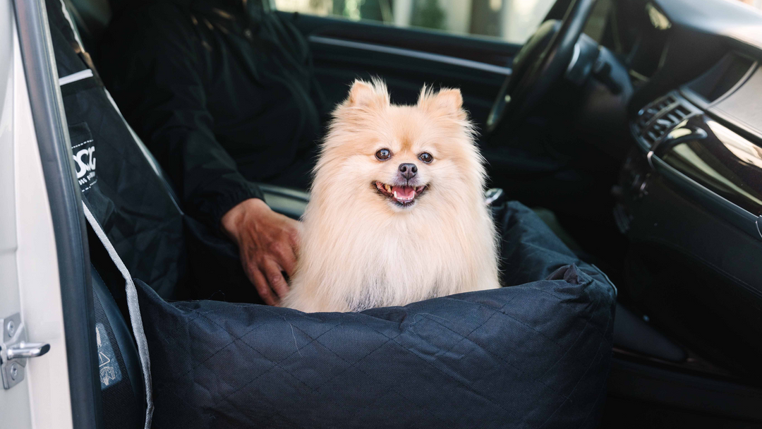 10 Best Fluffy Dog Breeds that Stay Cute Forever