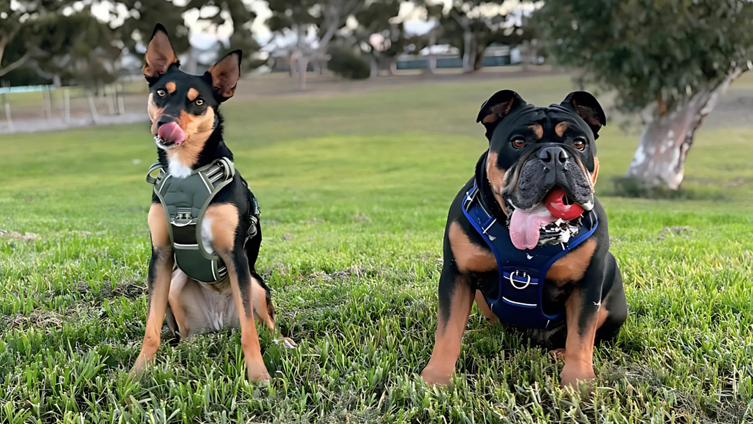 Best Dog Harness for Large Dogs? Here’s What Really Works