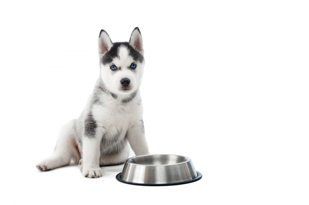 Are Elevated Bowls Better for Dogs?