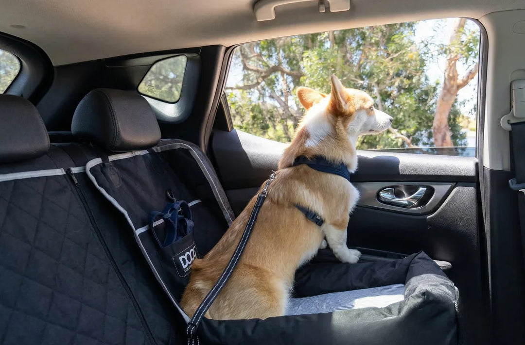 How to Travel Long Distance with a Dog: Your Aussie Road Trip Guide