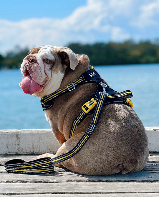 Is a Harness Better than a Collar for a Dog?