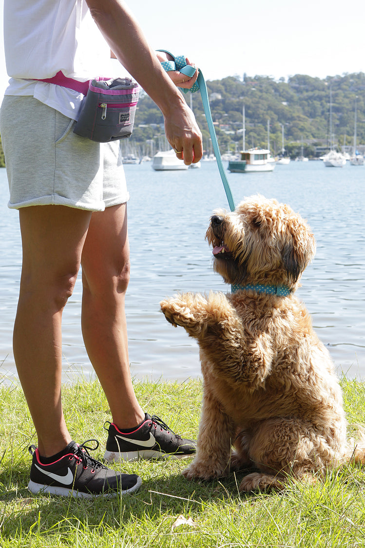10 helpful hints for training your dog