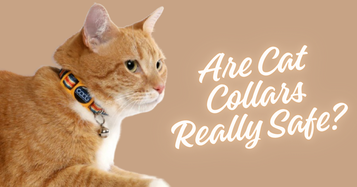 Are Cat Collars Safe?