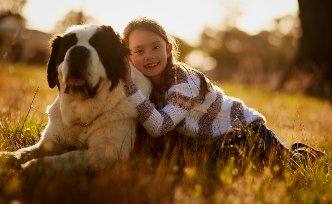 Best Dog Harness for Large Dogs? Here’s What Really Works