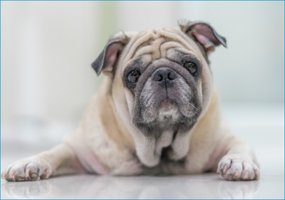 5 Signs Your Dog Might Be In Pain with Dr Ben Brown