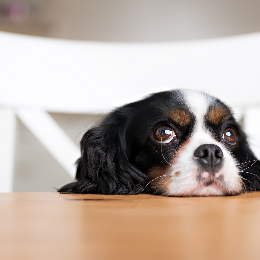 How to Train Your Dog Out of Bad House Habits
