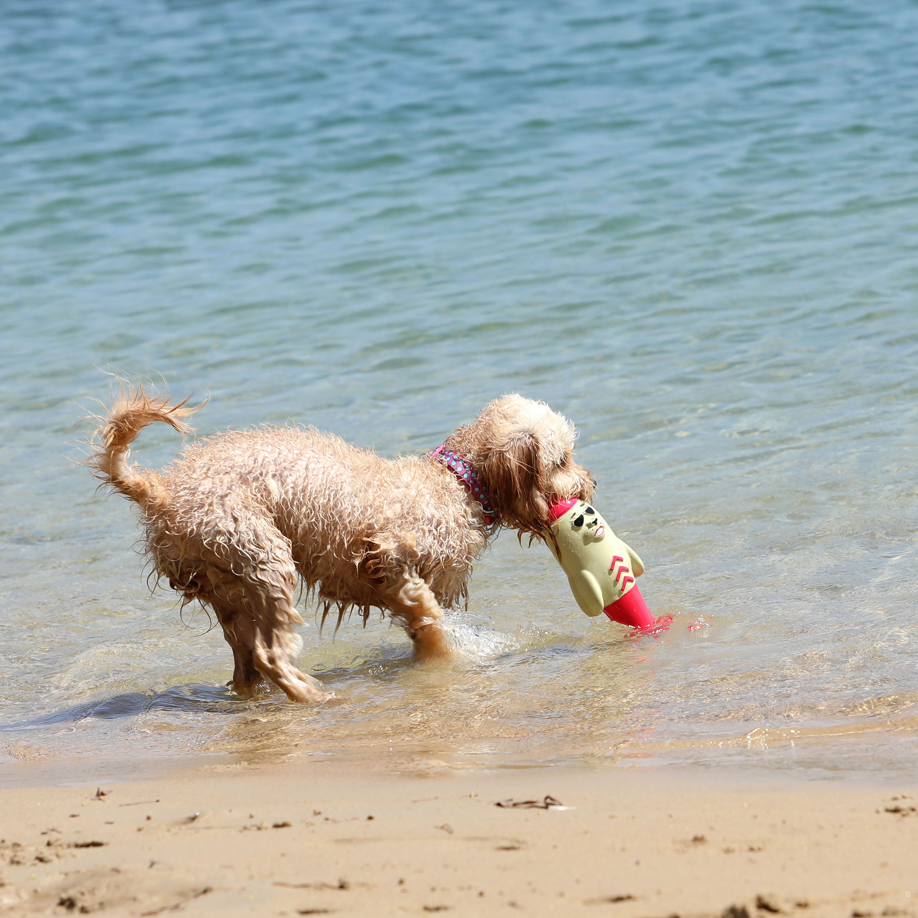 Dog Walking & Off Leash Etiquette with Dr Katrina Warren