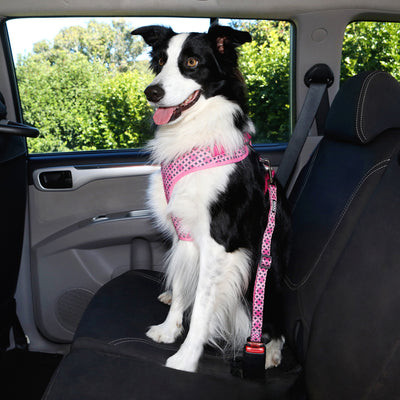 Safe Travels - Australian Laws For Dogs in Cars