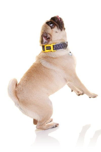 How to tell if your dog is overweight (and what to do about it)
