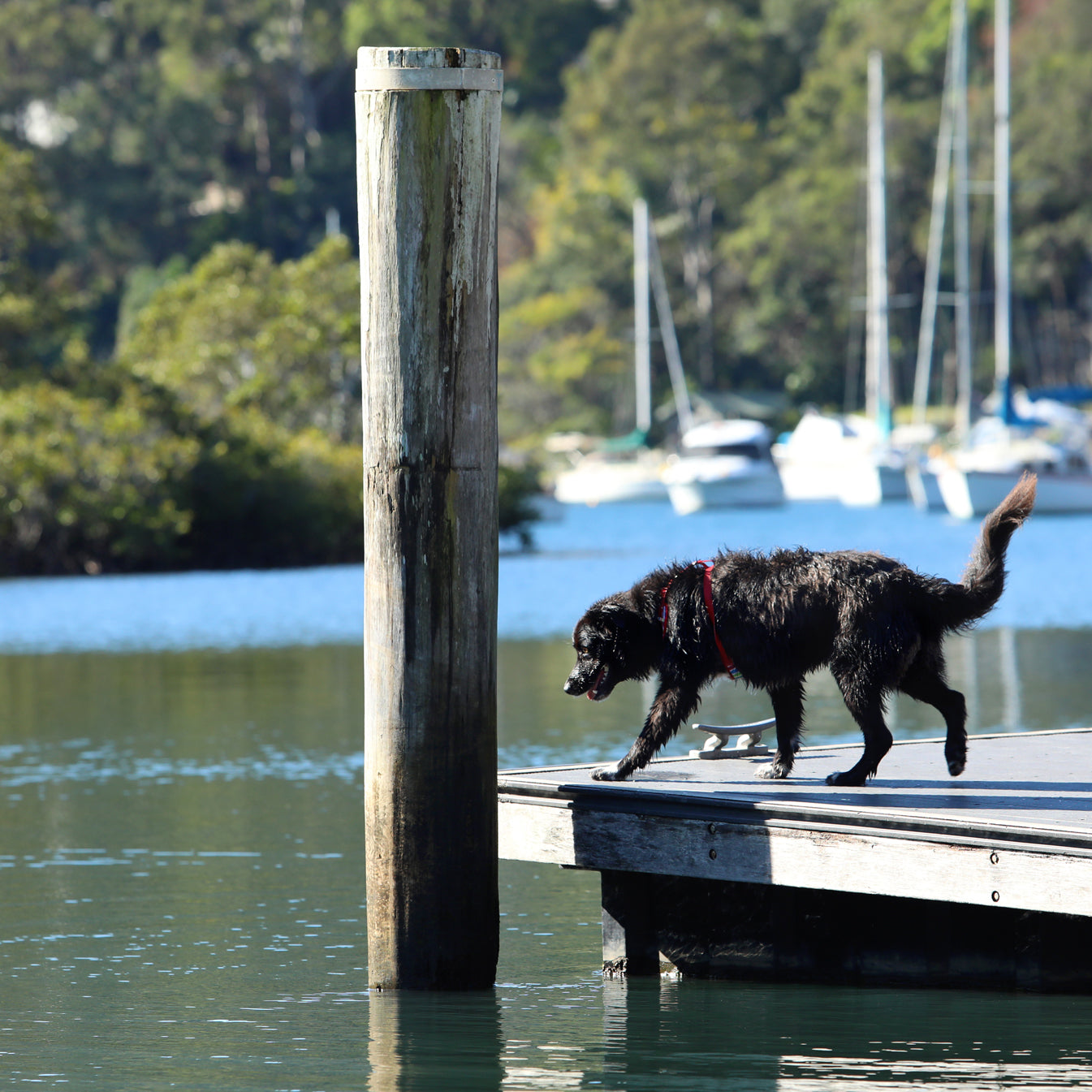 Winter dog exercise tips with Katrina Warren