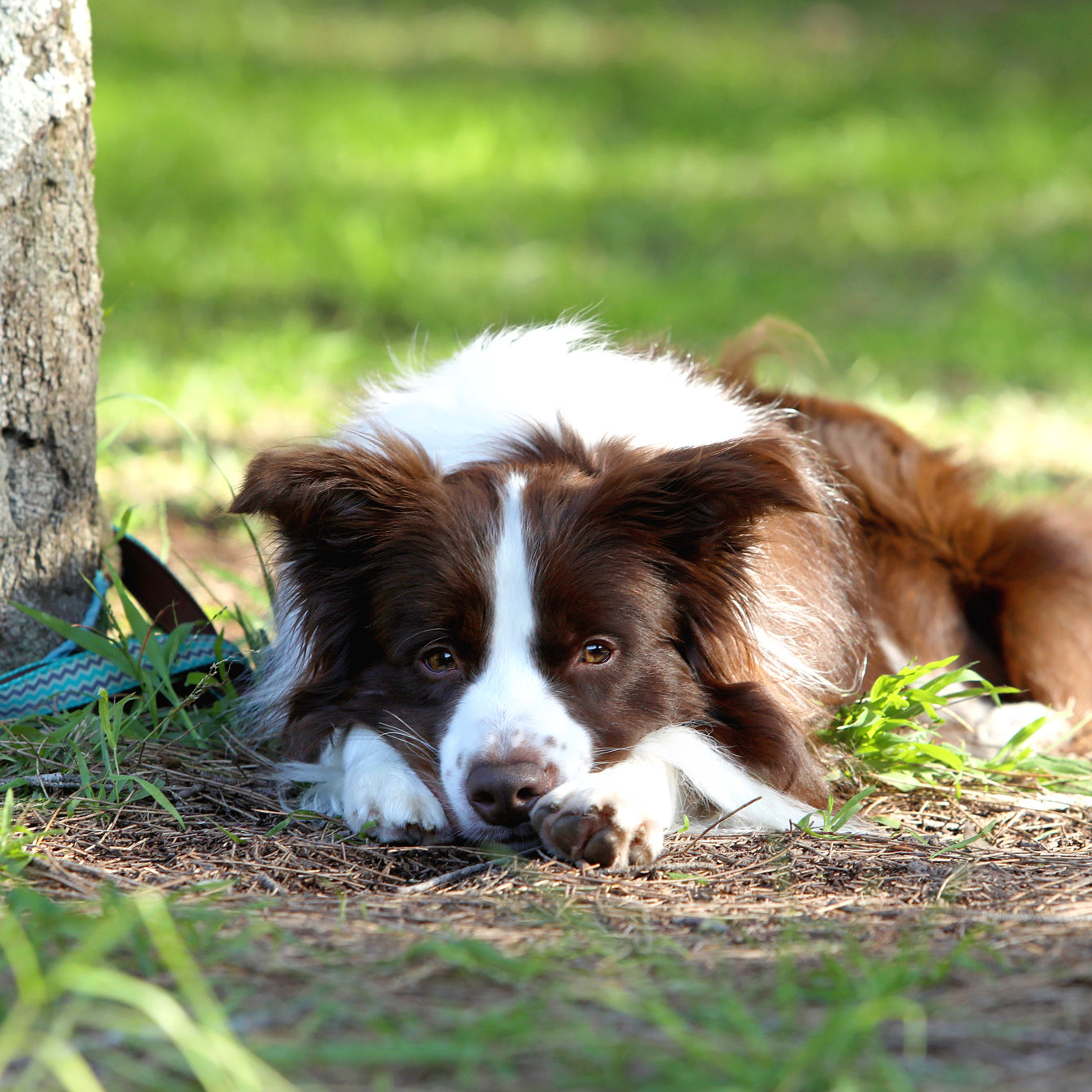 Dog Training Tips With Dr Katrina Warren