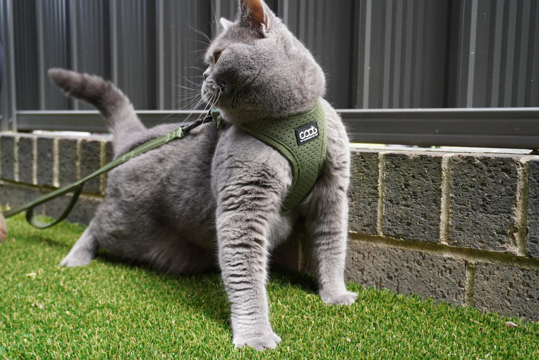 How to Leash Train a Cat?