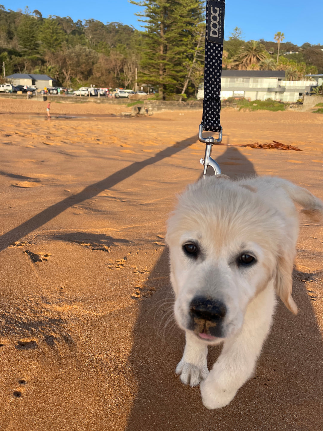 5 simple tips for bringing home a new puppy for the first time