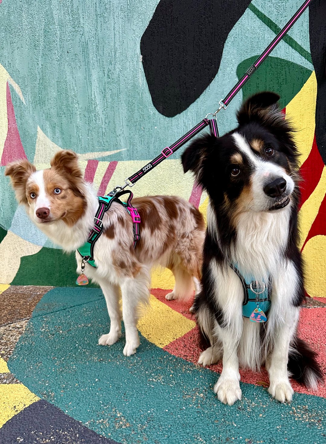 Unleash the Power of Your Dog Walk: 5 Tips for Maximizing Your Time Outdoors