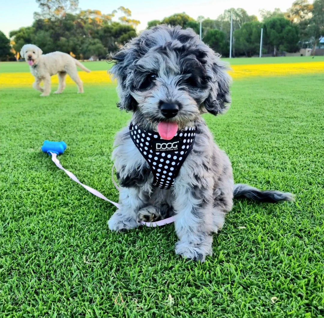 Responsible puppy ownership