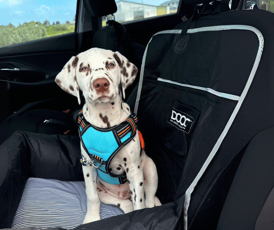 Hit the Road with DOOG: Travel Essentials for Your Dog