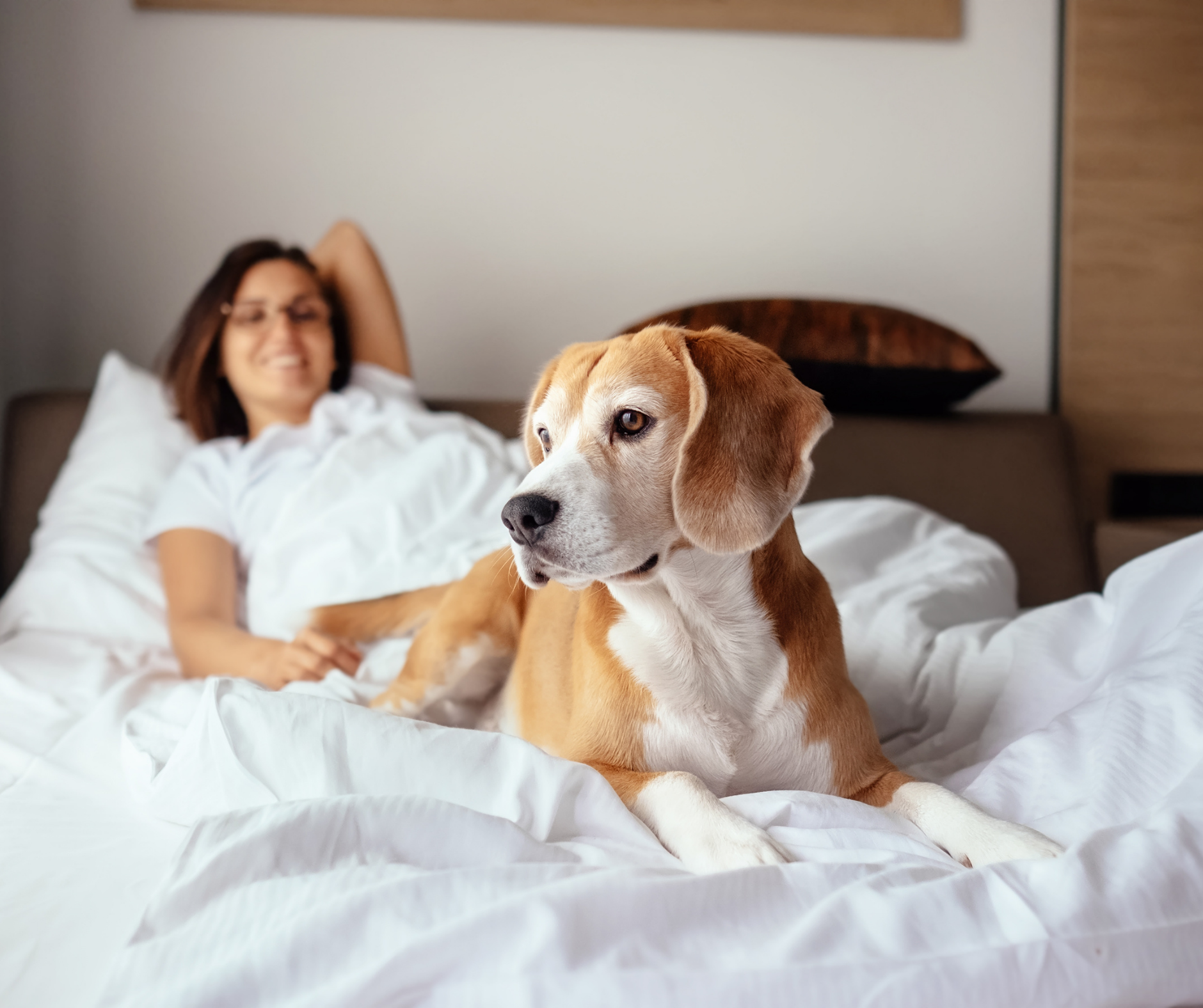 5 dog friendly hotel stays to enjoy over winter