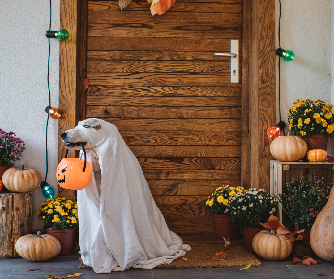 5 home made Halloween dog costumes to make this weekend!
