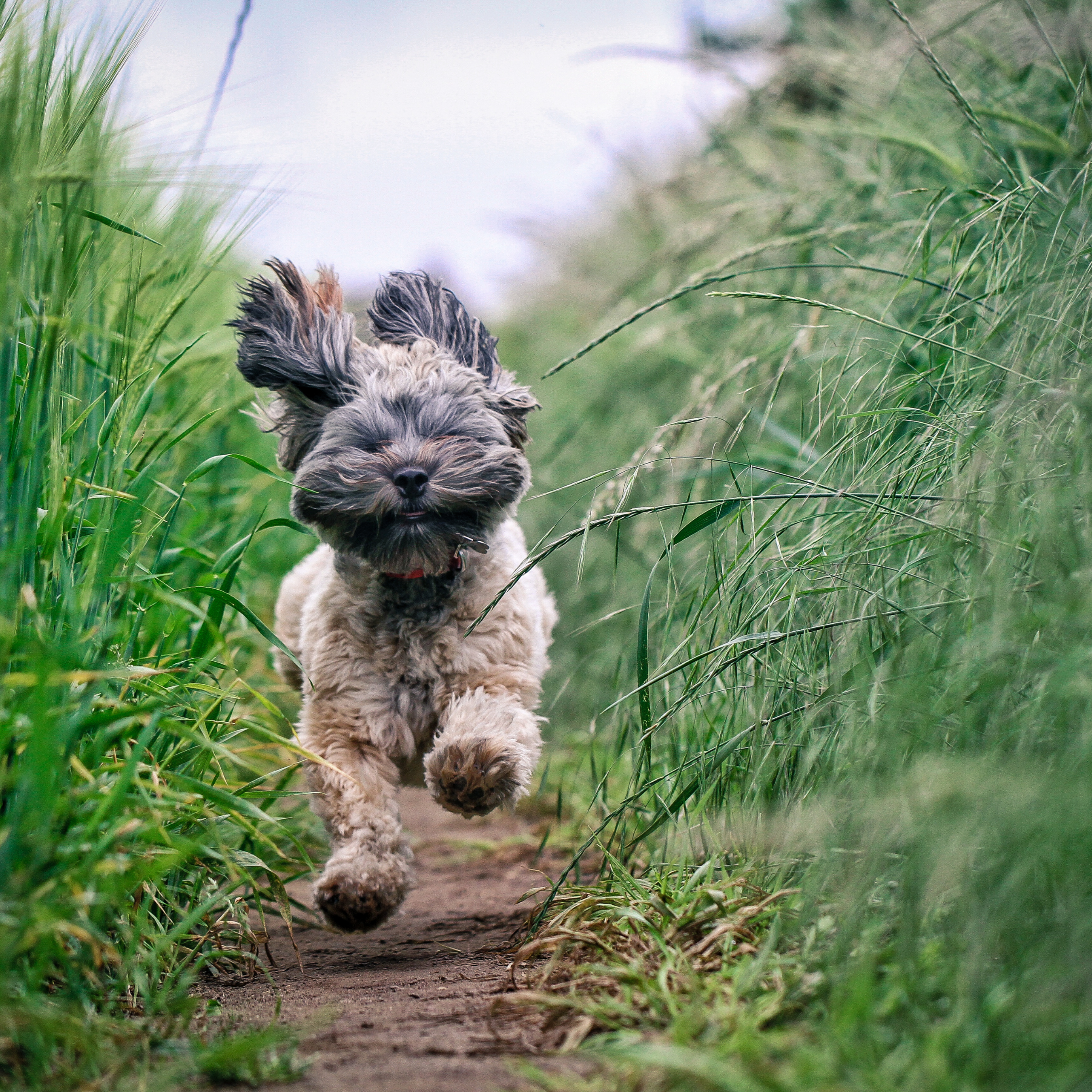 7 Spring Dog Walks To Enjoy Around Australia