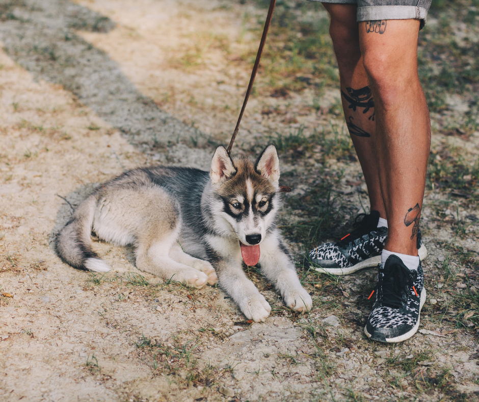 5 New Years Resolutions You Can Set With Your Dog