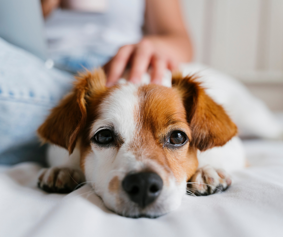 10 Fun Things To Do With Your Dog During Covid Isolation