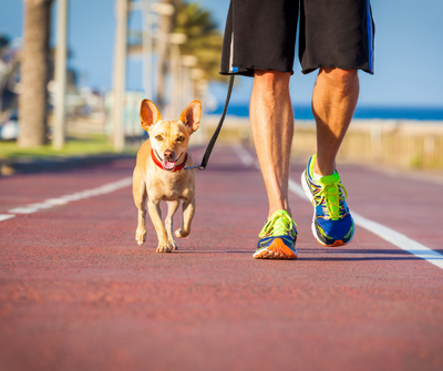 Sign Up For A Fun Run With Your Dog in 2022