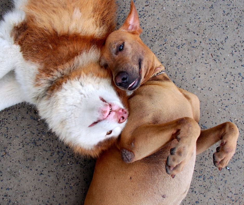 How to know if getting another dog is the right choice for you