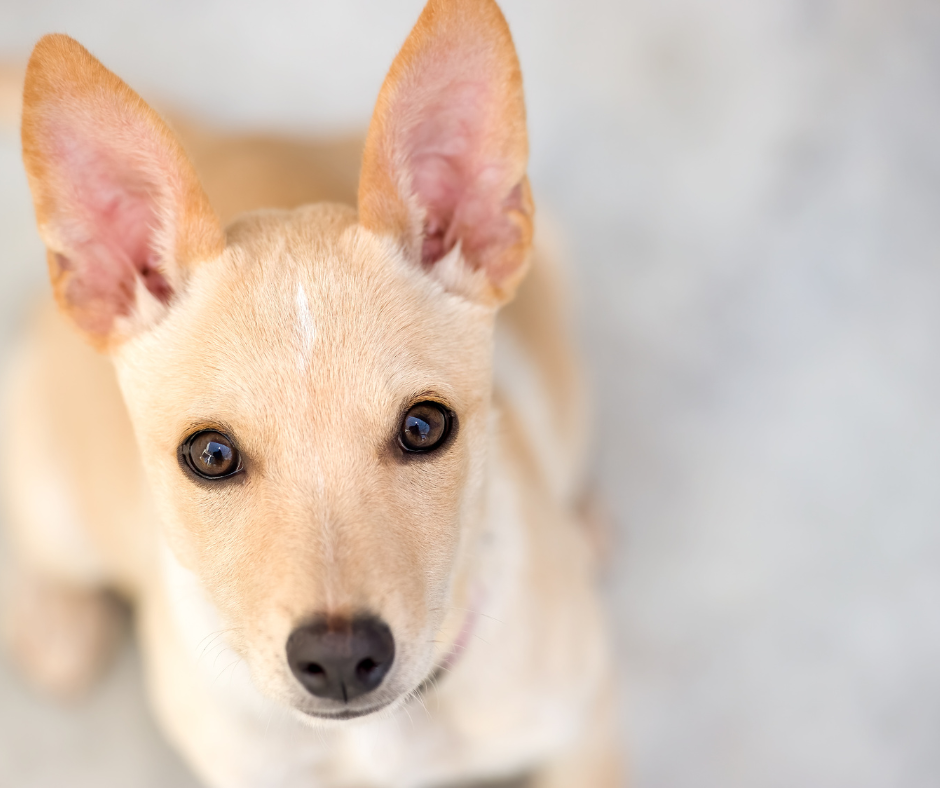 Celebrating Mutts - Happy International Mutt Day