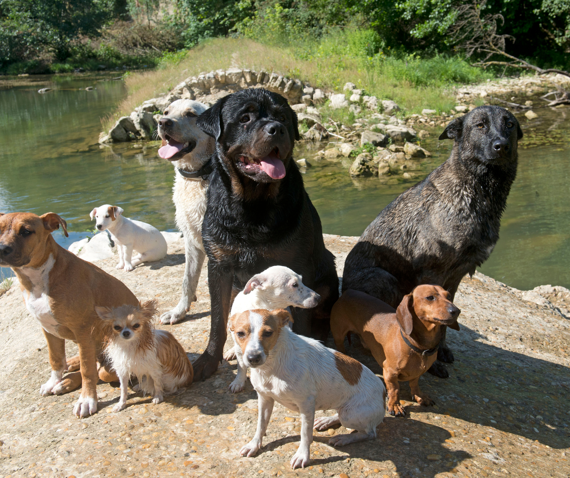 Choosing the right dog for your lifestyle